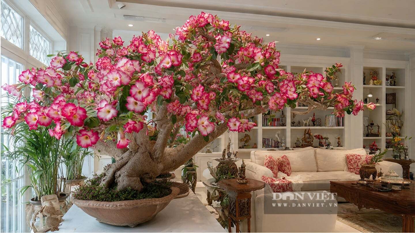 Giá trị của cây cảnh được đánh giá tương tự như đá quý hiếm