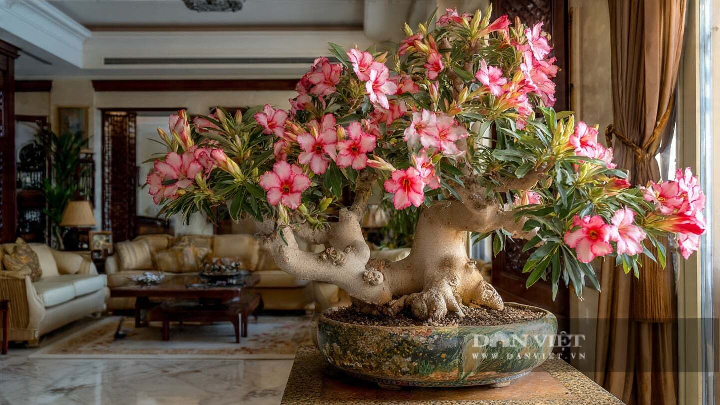 Để trồng sứ Thái, bạn cần cho cây cảnh tiếp xúc với ánh nắng mặt trời mạnh