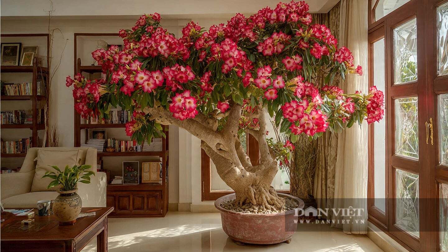 Niềm vui lớn nhất khi trồng cây cảnh sứ Thái là được chứng kiến ​​bụng to của chúng lớn dần