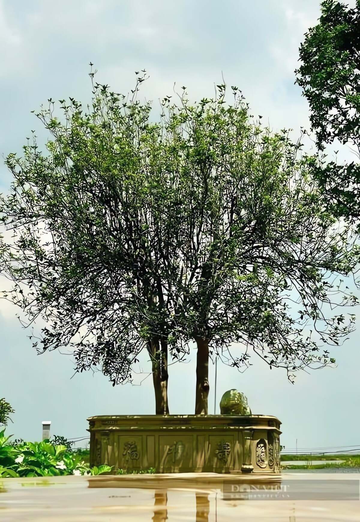 Cây mộc hương đắt giá Việt Nam cho đến nay thuộc về cặp “Mộc Hương huynh đệ” hơn 150 năm tuổi. Ảnh Thanh Thúy