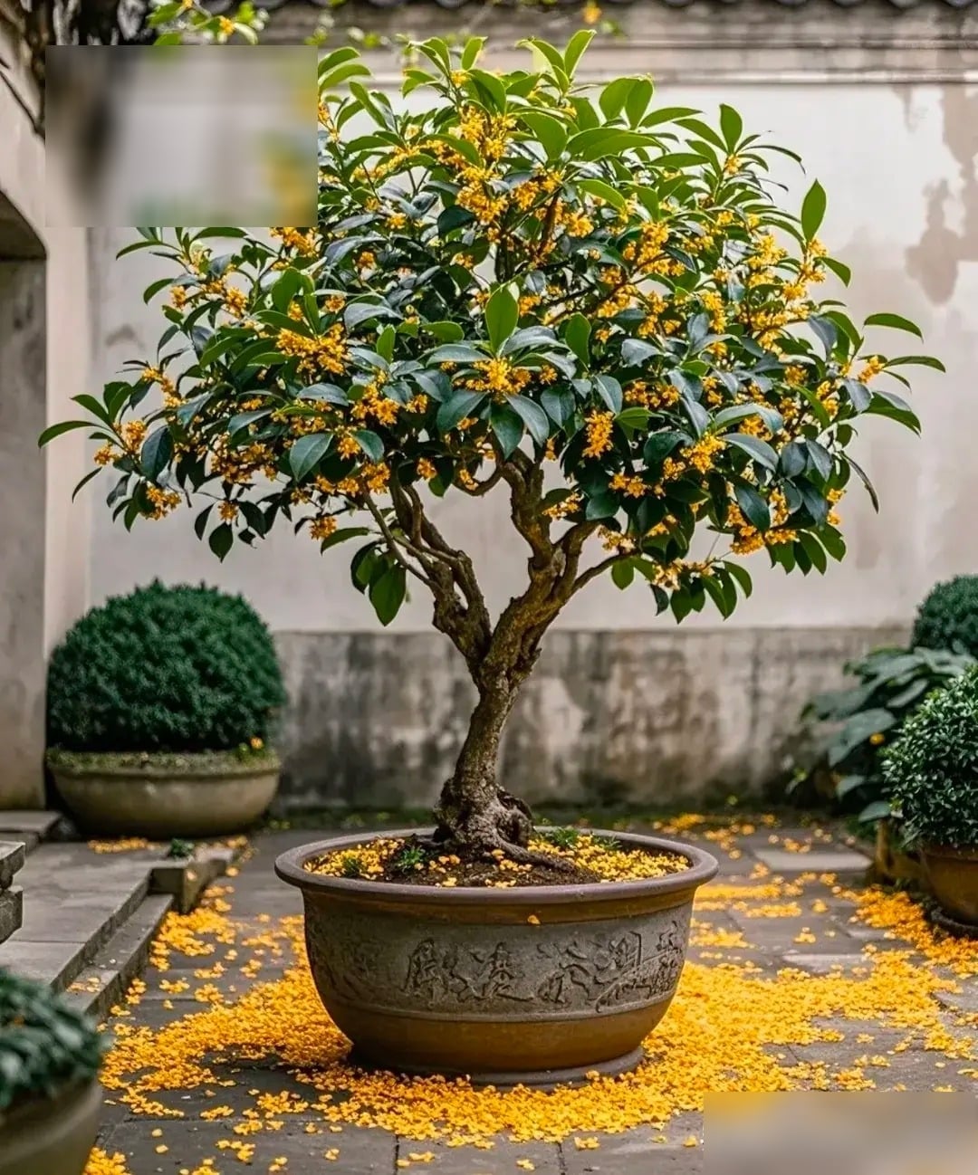 Đặt cây cảnh ở nơi nhiều nắng nhất. Ảnh minh họa Toutiao