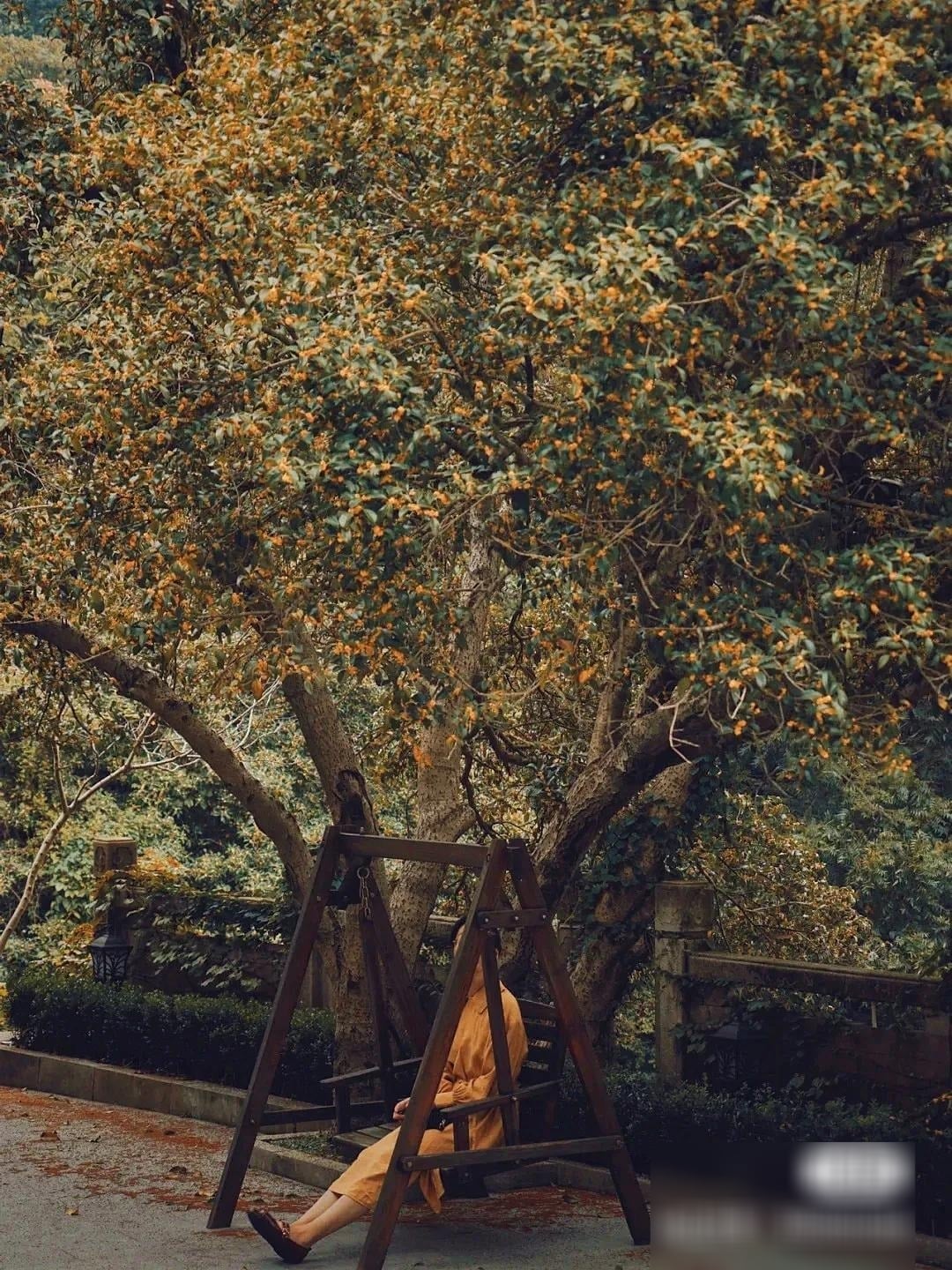 Cây cảnh chứa đựng tình cảm của người trồng qua từng năm. Ảnh minh họa Toutiao