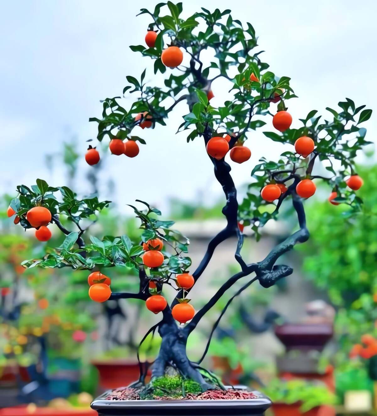 Cành của cây cảnh này chắc khỏe và dẻo dai. Ảnh minh họa Toutiao