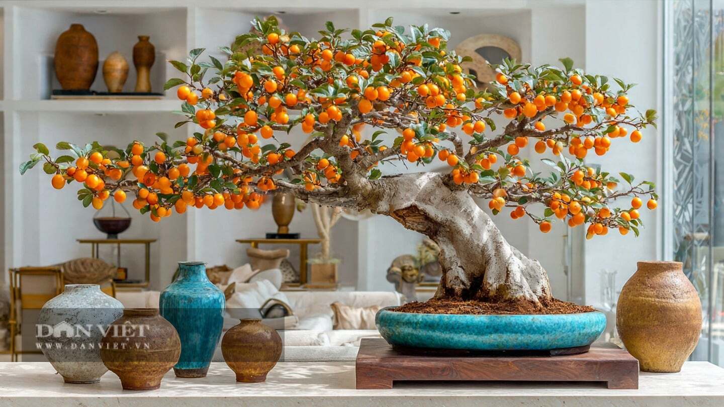 Cây cảnh hồng đá tại Việt Nam có giá rất đắt.