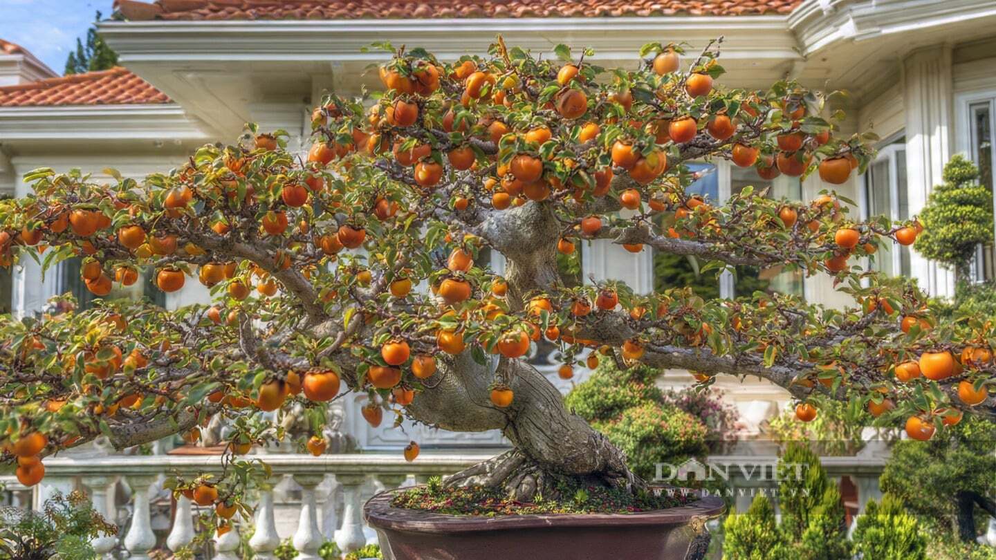 Cây cảnh này này khá dễ trồng.