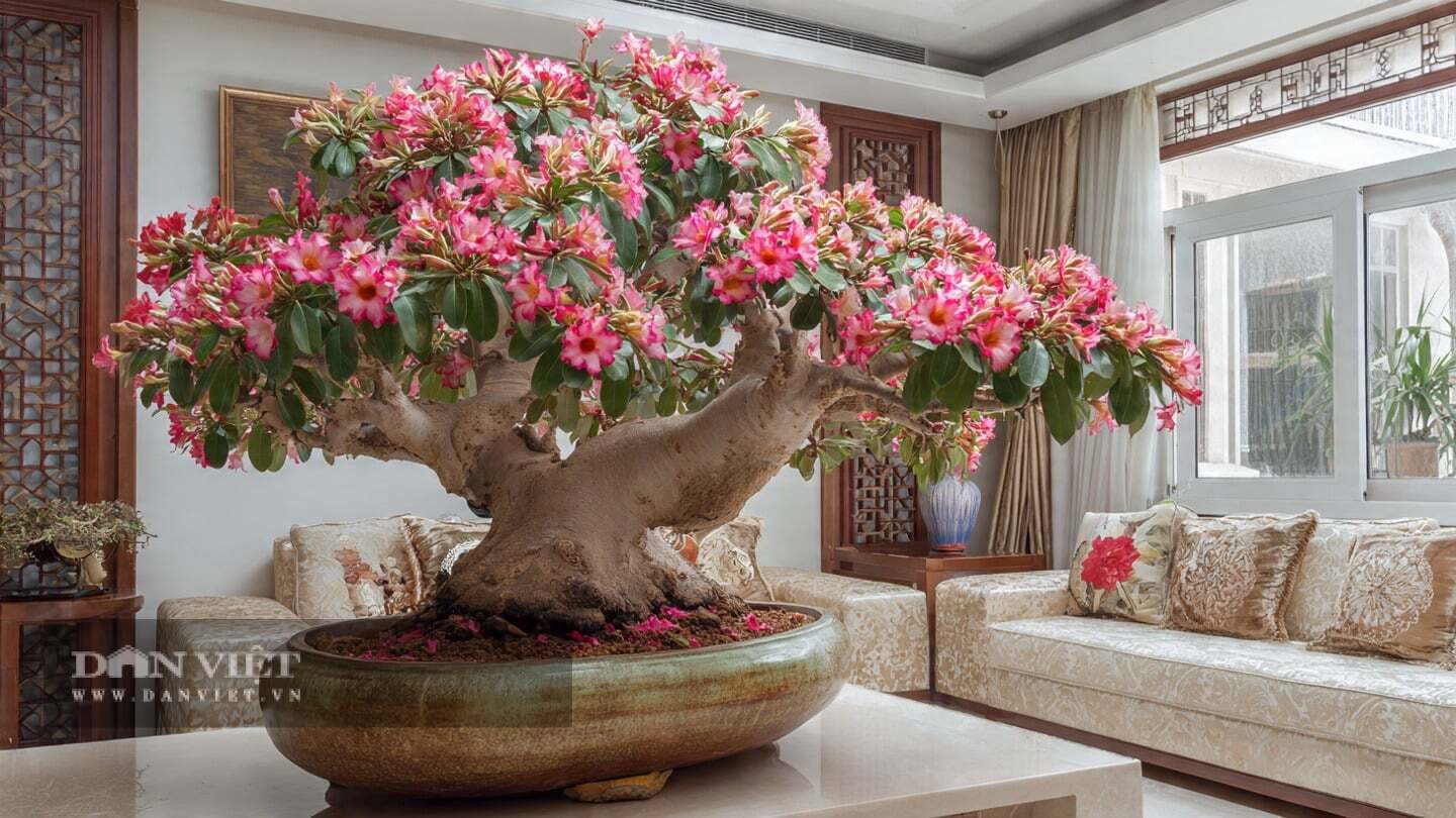 Cây cảnh này mọc ngoài thiên nhiên có thể có tuổi thọ lên đến hàng trăm năm