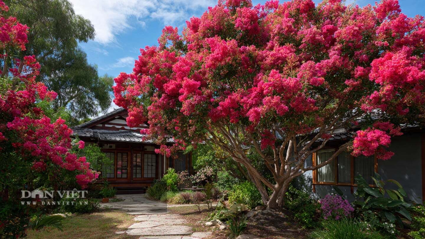 Tường vi là cây phong thủy được người xưa đặc biệt coi trọng.