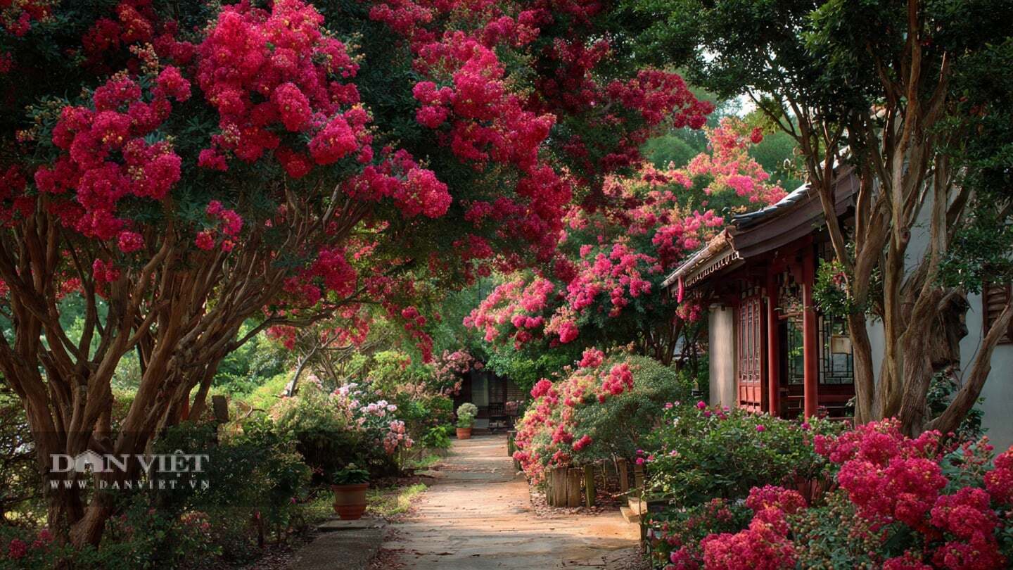 Cây cảnh này rất dễ bị úng nước