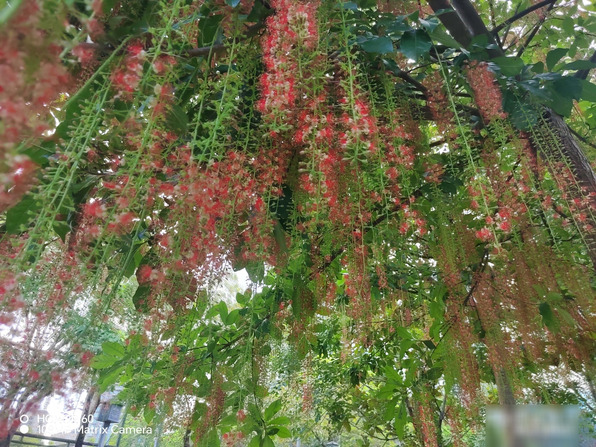 Theo người xưa, cây cảnh này tượng trưng cho sự tài lộc, thịnh vượng, may mắn và sự sung túc. Ảnh minh họa Toutiao