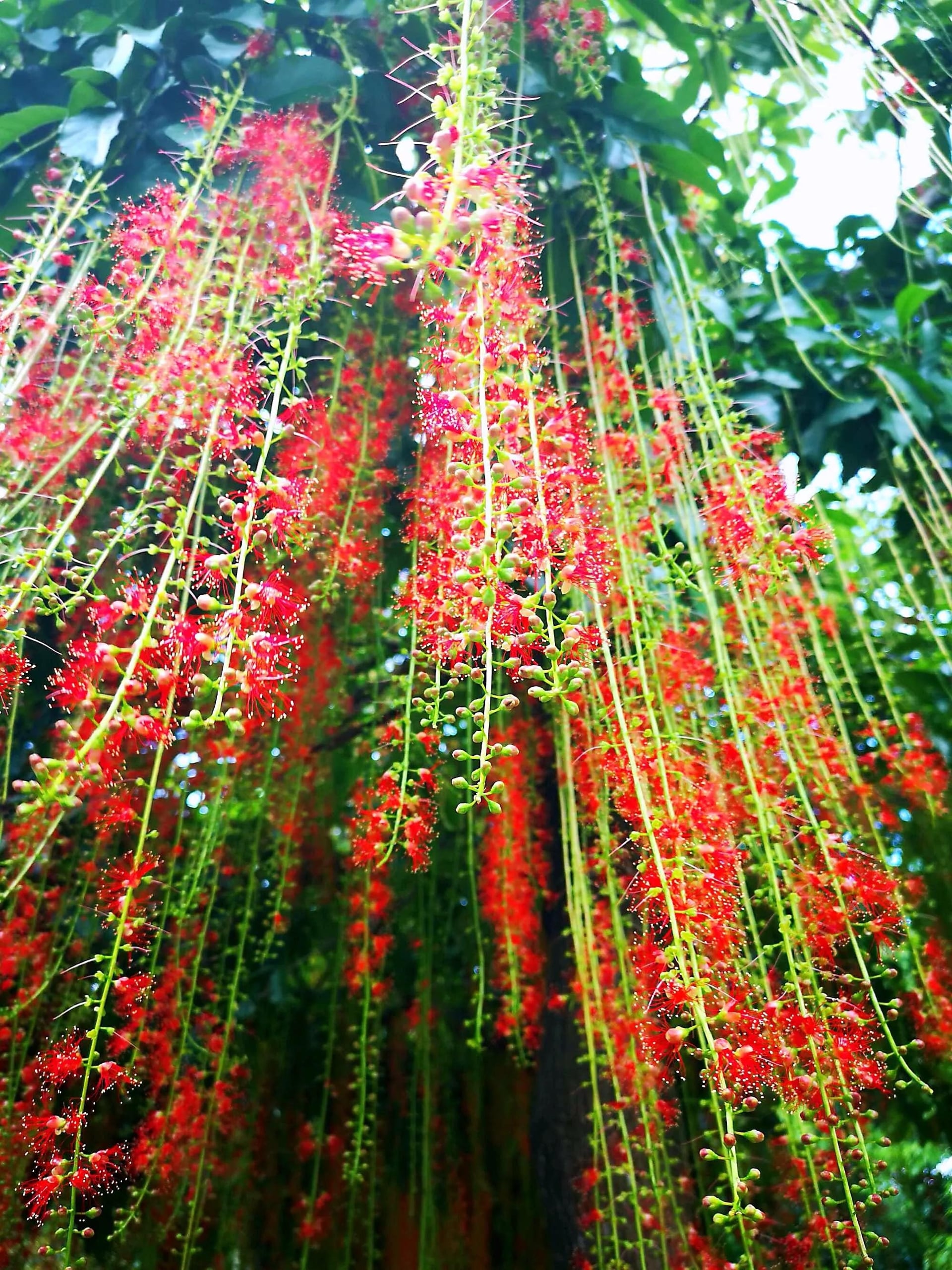 Chính vì vậy, ngôn ngữ của loài hoa đỏ rực này là trân trọng. Ảnh minh họa Toutiao