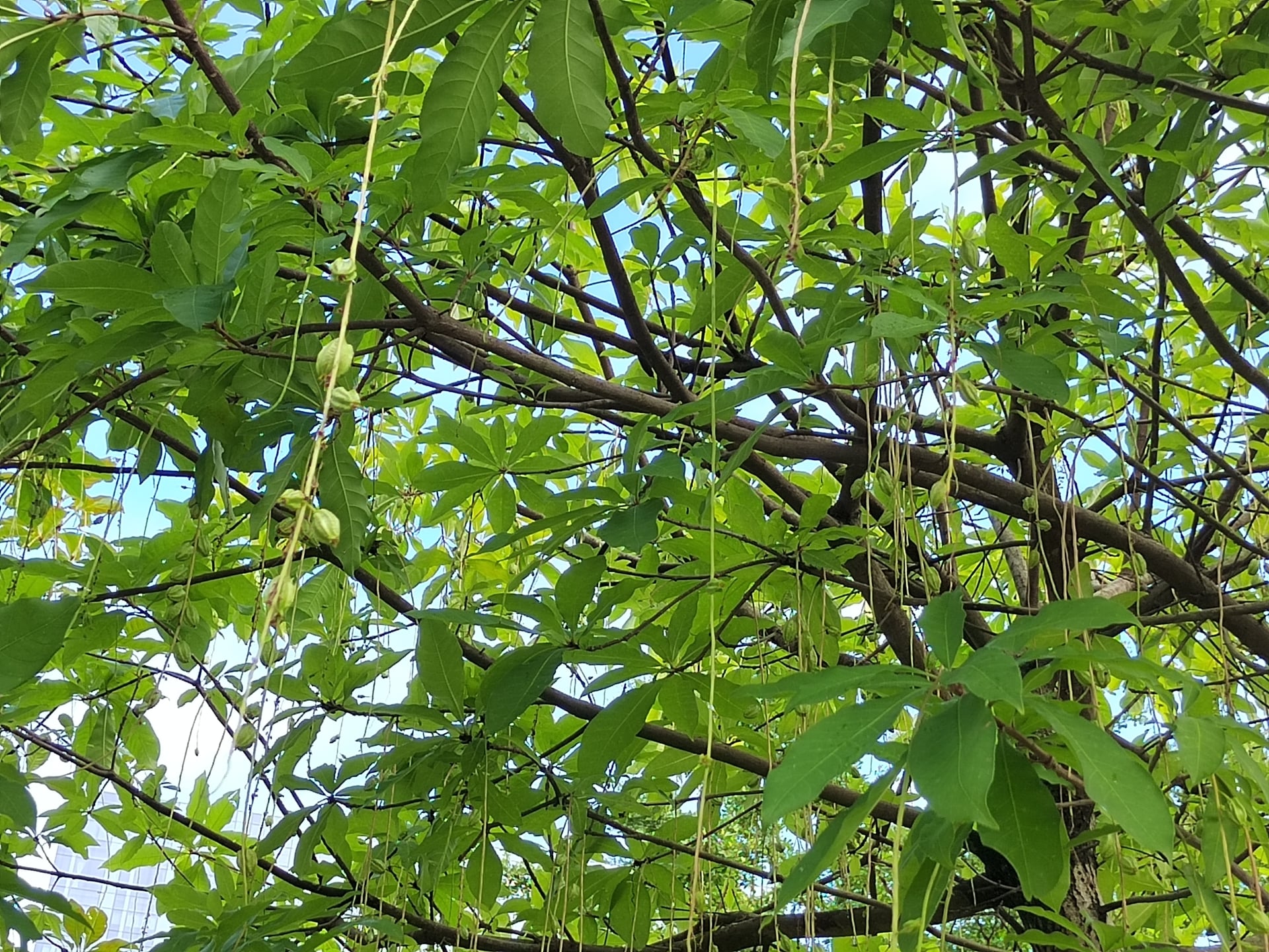 Cây lộc vừng có tuổi thọ cây càng cao mang ý nghĩa trường thọ cho các thành viên trong nhà. Ảnh minh họa Toutiao