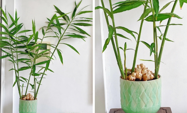 Đã đến thời điểm tốt nhất để trồng gừng phong thủy đón Tết, mang lại sức khỏe, tài lộc cho cả năm - 4