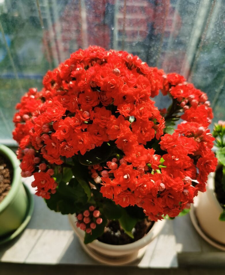 Tết Nguyên Đán sắp đến, trồng ngay cây gọi lộc này nhà sẽ sáng bừng, gia đình bình an, hạnh phúc - 1