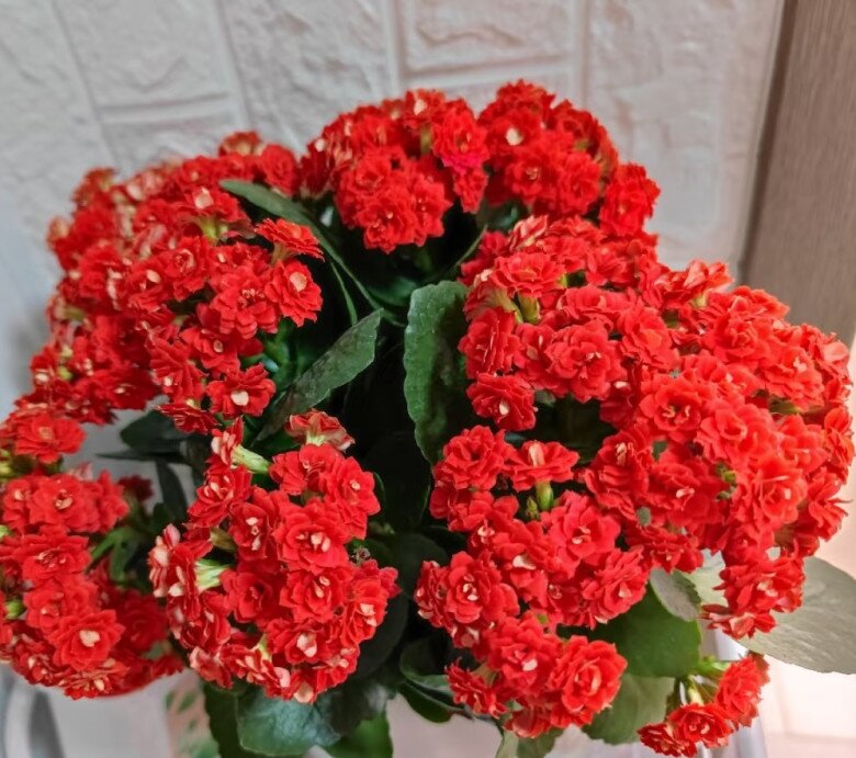 Tết Nguyên Đán sắp đến, trồng ngay cây gọi lộc này nhà sẽ sáng bừng, gia đình bình an, hạnh phúc - 2