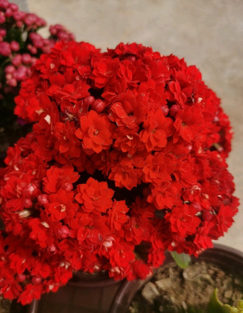 Tết Nguyên Đán sắp đến, trồng ngay cây gọi lộc này nhà sẽ sáng bừng, gia đình bình an, hạnh phúc - 3