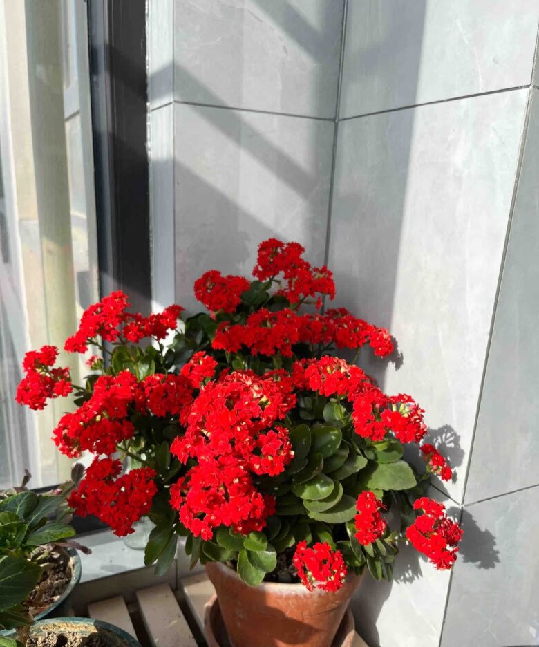 Tết Nguyên Đán sắp đến, trồng ngay cây gọi lộc này nhà sẽ sáng bừng, gia đình bình an, hạnh phúc - 4