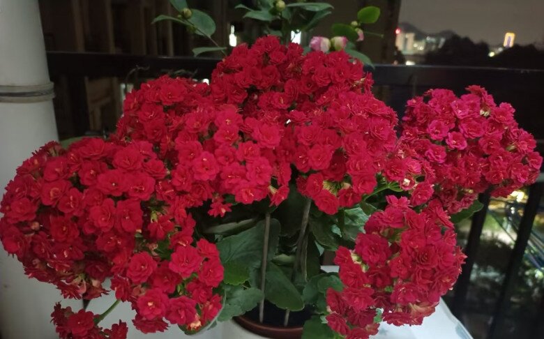 Tết Nguyên Đán sắp đến, trồng ngay cây gọi lộc này nhà sẽ sáng bừng, gia đình bình an, hạnh phúc - 5