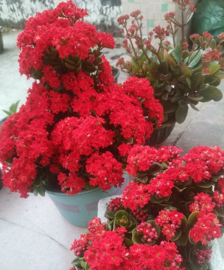 Tết Nguyên Đán sắp đến, trồng ngay cây gọi lộc này nhà sẽ sáng bừng, gia đình bình an, hạnh phúc - 6