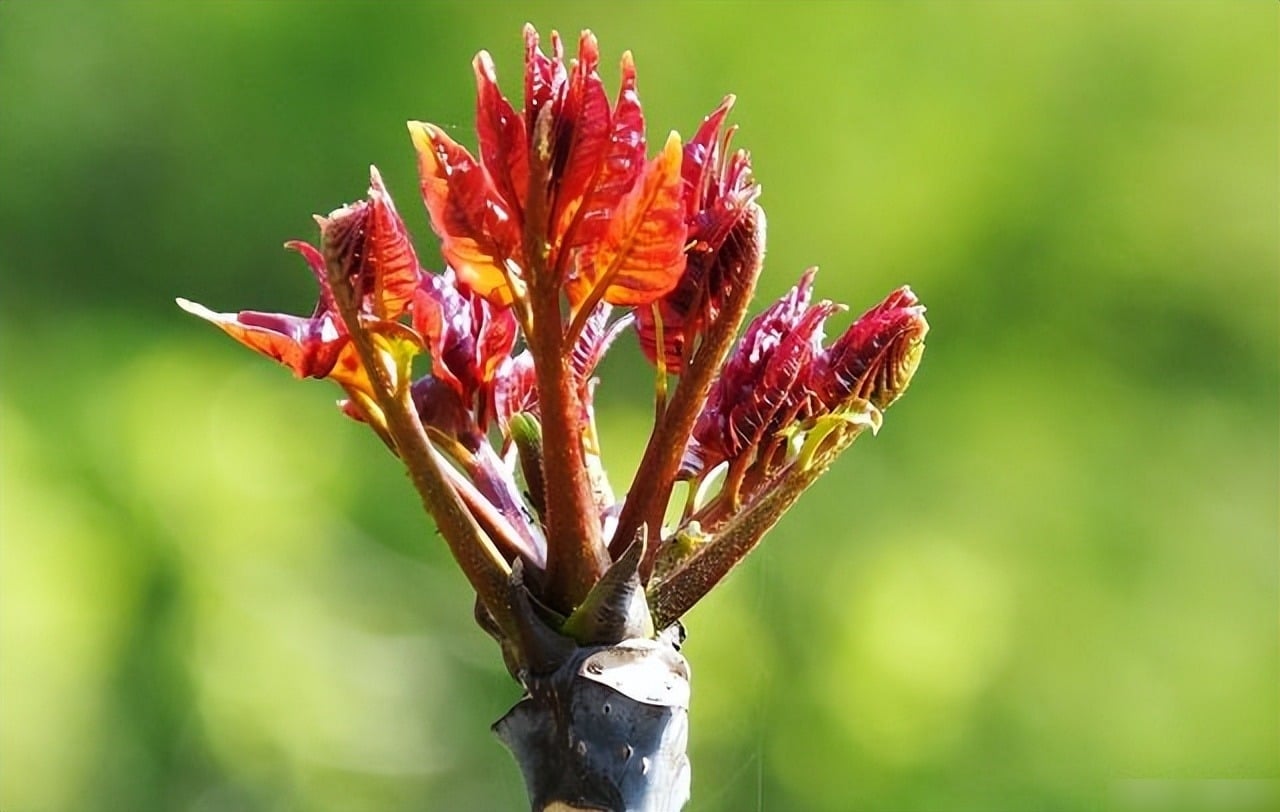 Chối non ăn được của cây cảnh hương xuân. Ảnh minh họa Toutiao