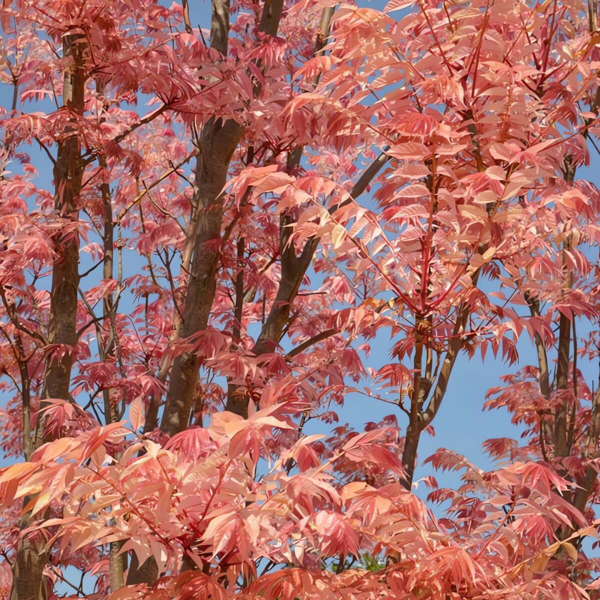 Cây cảnh này hiền lành. Ảnh minh họa heritagenursery