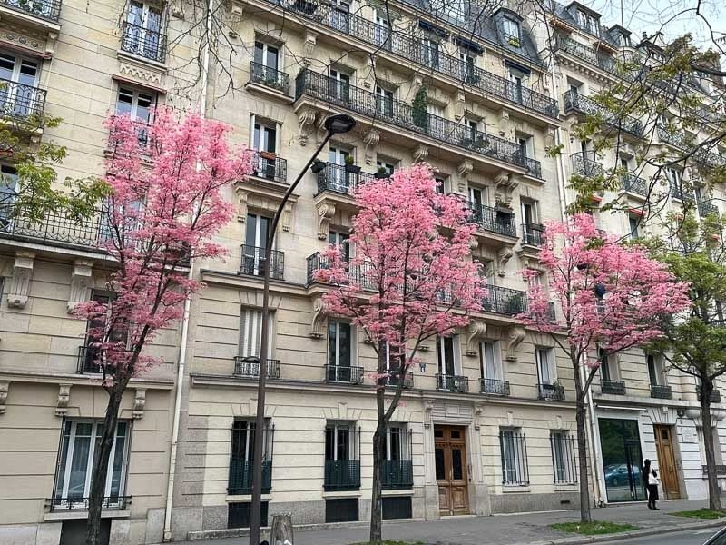Người xưa khuyên nên trồng vài cây hương xuân trước nhà. Ảnh minh họa pariscotejardin