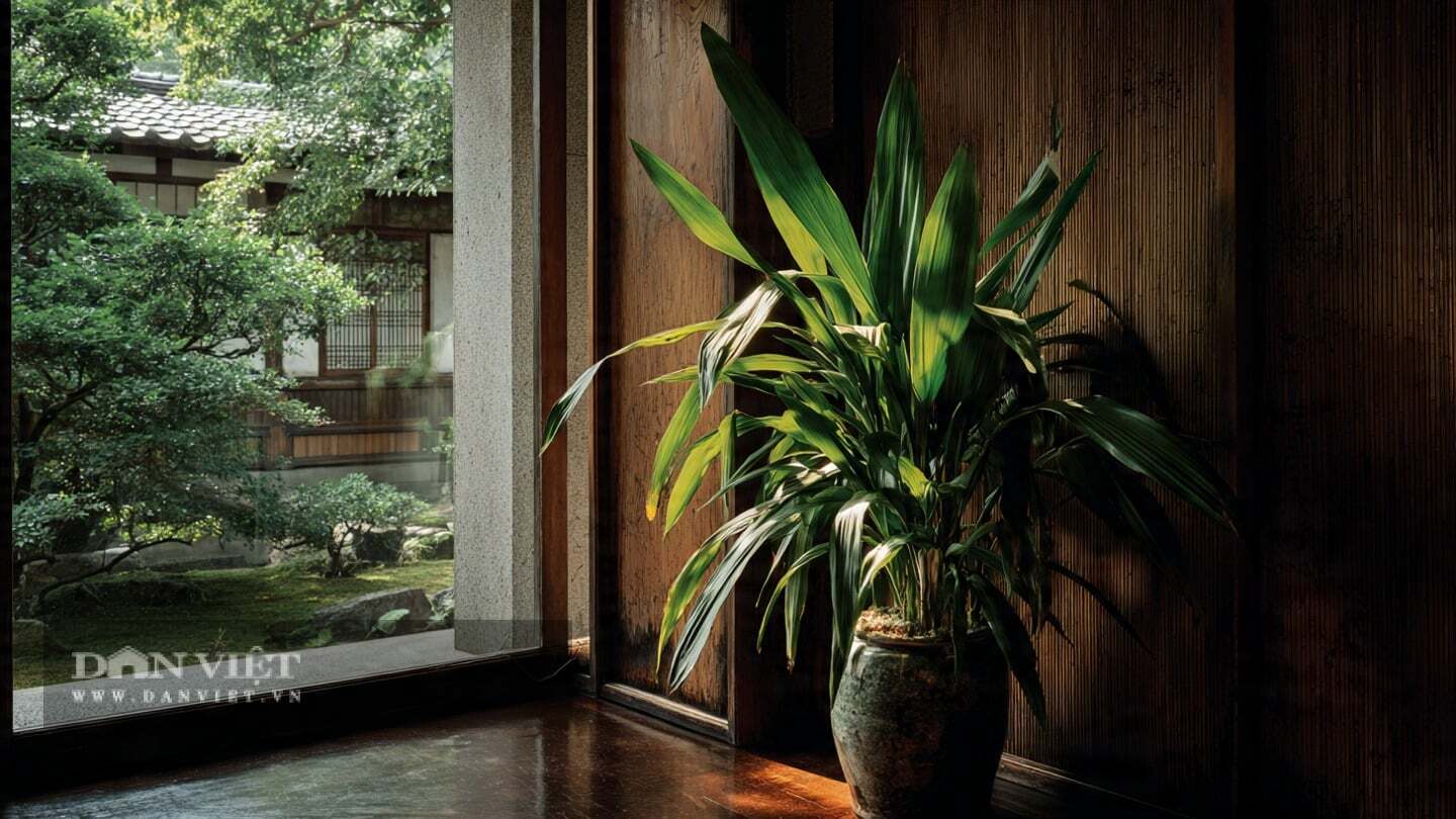 Chỉ nguyên cái tên đã cho thấy độ cứng rắn như gang thép của cây cảnh này.