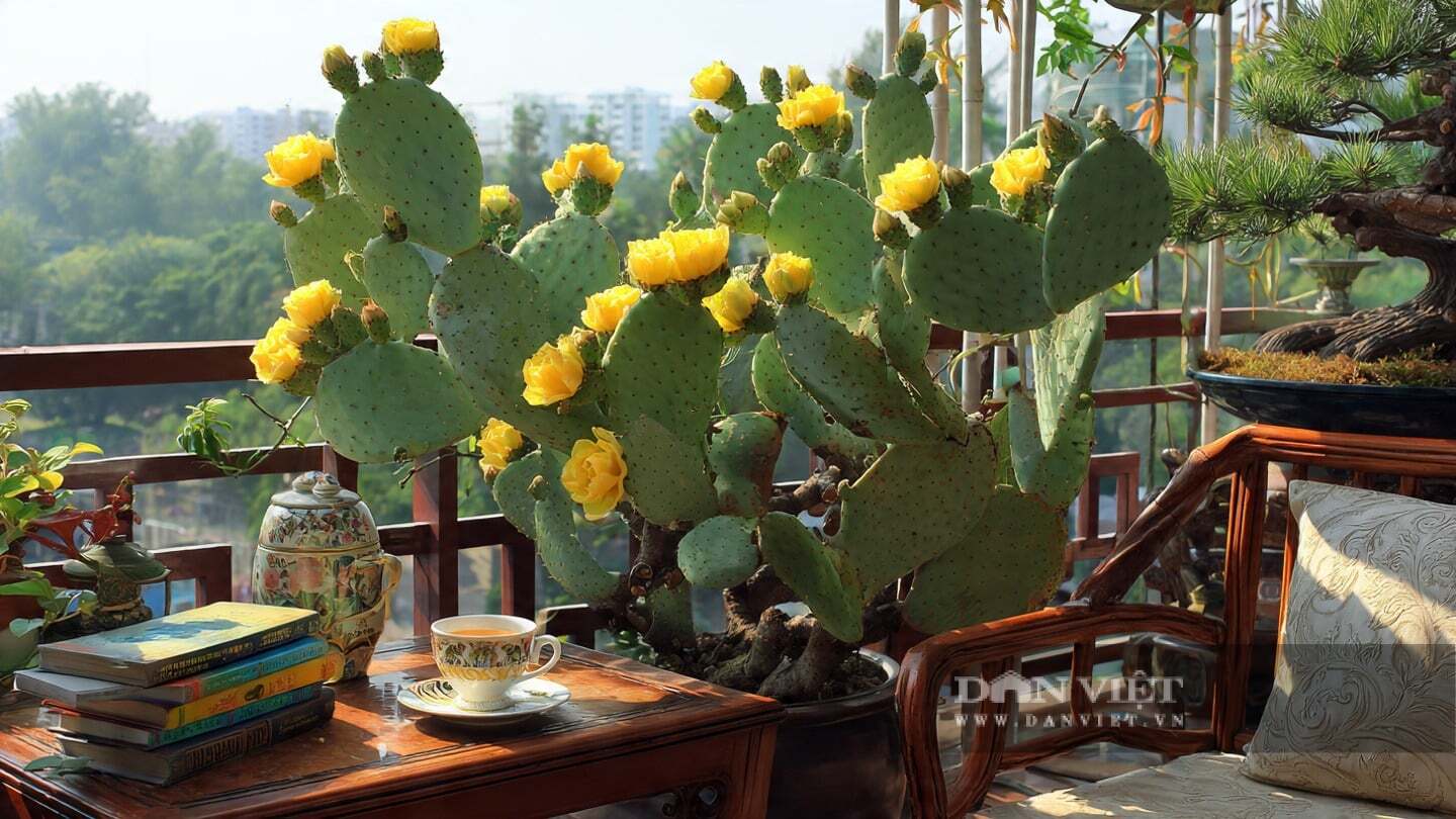 Cây cảnh này có đặc điểm sinh trưởng độc đáo