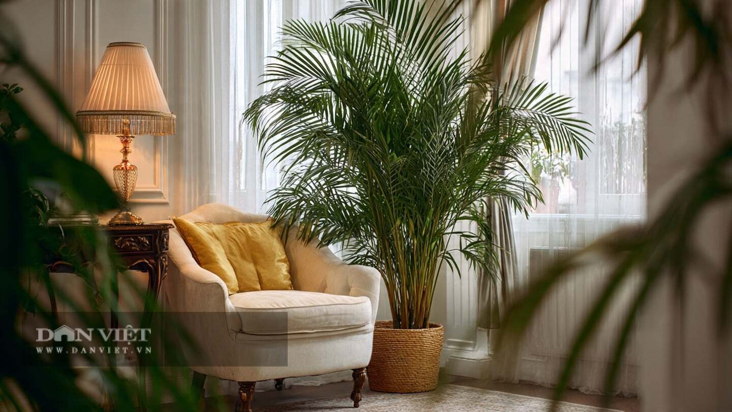 Cây cảnh này có đặc tính thanh lọc không khí tuyệt vời