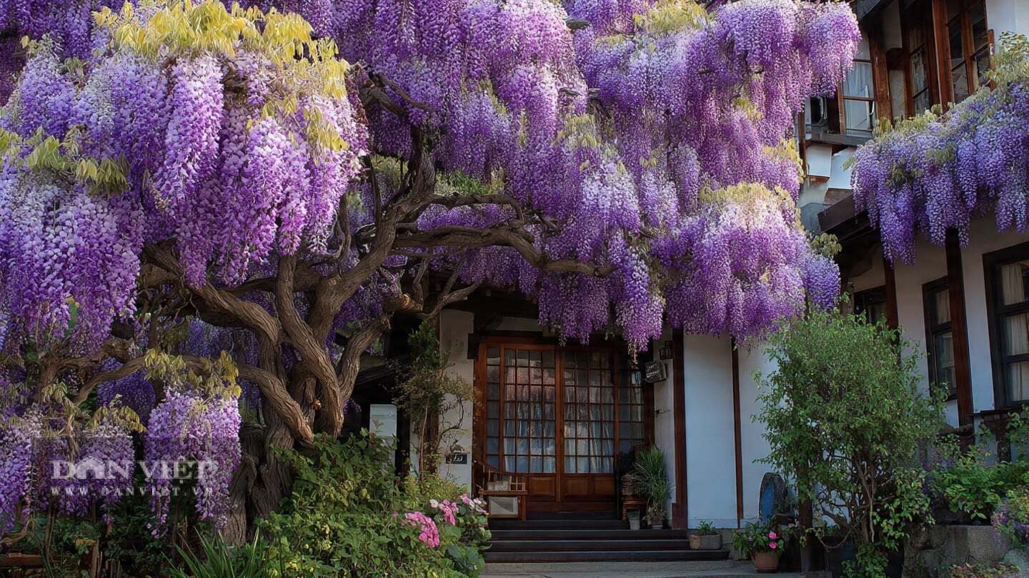 Cây cảnh này được cho là mang lại may mắn và giàu có