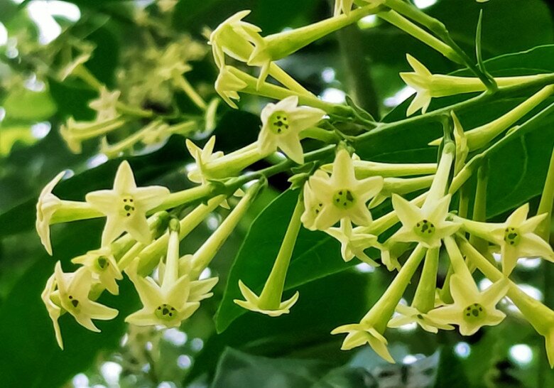 Loại hoa thơm hơn mộc hương, dễ chịu hơn hoa nhài, chỉ một chậu cũng đủ ướp hương cả nhà - 1