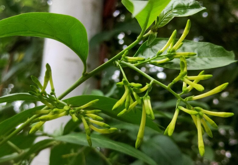 Loại hoa thơm hơn mộc hương, dễ chịu hơn hoa nhài, chỉ một chậu cũng đủ ướp hương cả nhà - 2