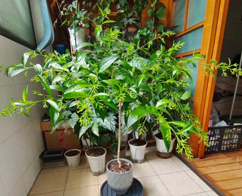 Loại hoa thơm hơn mộc hương, dễ chịu hơn hoa nhài, chỉ một chậu cũng đủ ướp hương cả nhà - 3