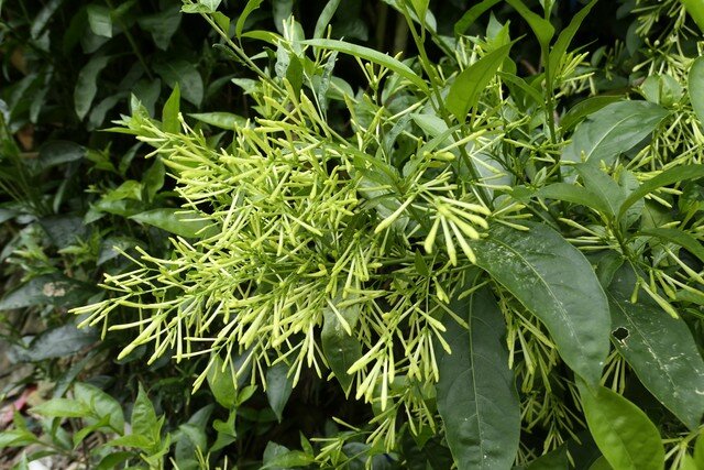 Loại hoa thơm hơn mộc hương, dễ chịu hơn hoa nhài, chỉ một chậu cũng đủ ướp hương cả nhà - 4