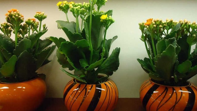 img src/upload/1-2026/images/2026-01-09/1767973782-cay-hong-mon-y-nghia-cong-dung-cach-trong-cham-soc-4-98228-width640height384.jpg width660 /