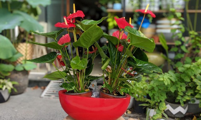 Cách chọn cây cảnh chuẩn bị đón Tết kích hoạt luồng khí tốt, giúp gia đình gặp nhiều may mắn - 2