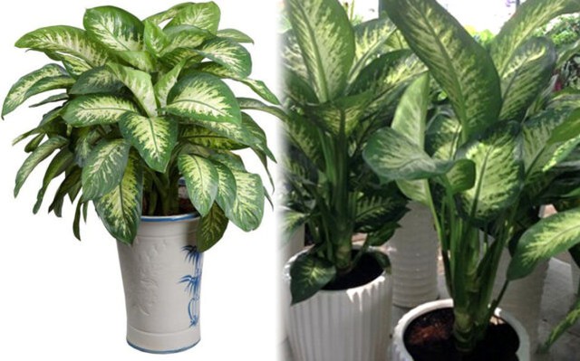 Cây vạn niên thanh Không chỉ mang lại tài lộc mà còn tượng trưng cho sức khỏe và sự trường thọ.