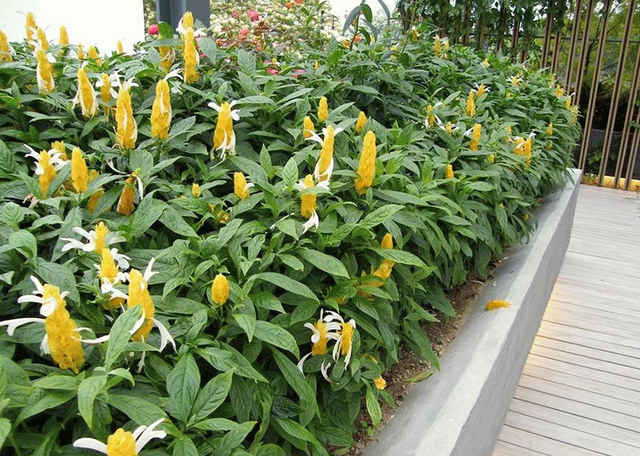 Phong thủy cho biết, phía Tây và Tây Bắc được coi là khu vực thuận lợi để trồng các loại cây màu vàng, đặc biệt là những cây có hoa hoặc lá màu vàng như hoa mai, cây rồng nhả ngọc...