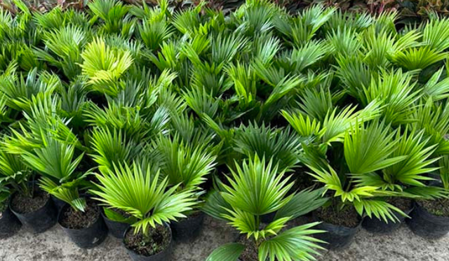 Cây cọ nhật thích hợp với ánh nắng mạnh và đất thông thoáng. Chúng có thể tạo điểm nhấn xanh mát cho không gian.