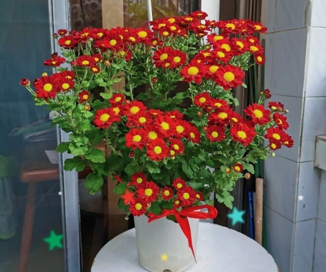 Loại hoa cực hợp không khí Tết Nguyên đán, vừa đẹp rực rỡ vừa may mắn, nở bền suốt nhiều tháng - 1