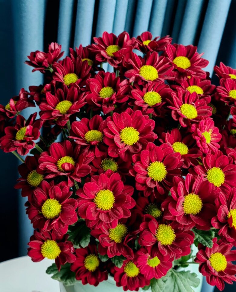 Loại hoa cực hợp không khí Tết Nguyên đán, vừa đẹp rực rỡ vừa may mắn, nở bền suốt nhiều tháng - 2