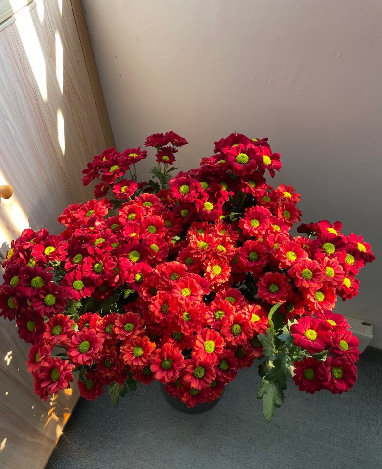 Loại hoa cực hợp không khí Tết Nguyên đán, vừa đẹp rực rỡ vừa may mắn, nở bền suốt nhiều tháng - 3