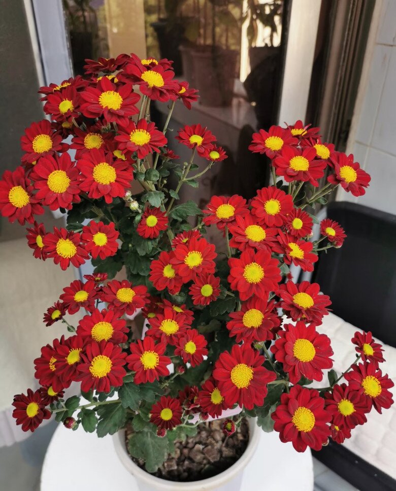 Loại hoa cực hợp không khí Tết Nguyên đán, vừa đẹp rực rỡ vừa may mắn, nở bền suốt nhiều tháng - 4