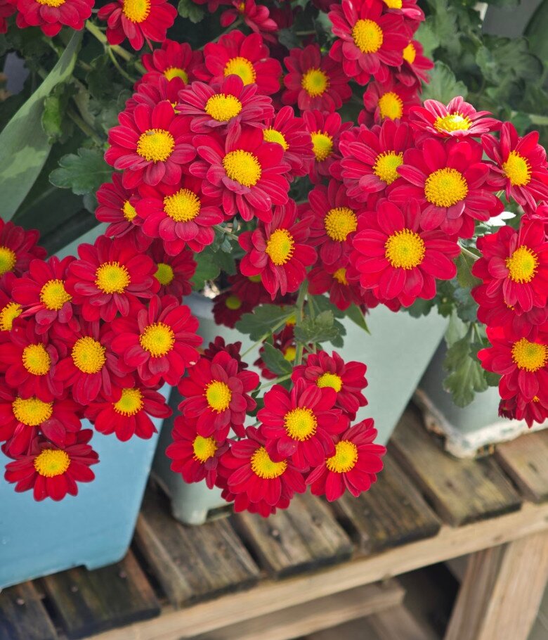 Loại hoa cực hợp không khí Tết Nguyên đán, vừa đẹp rực rỡ vừa may mắn, nở bền suốt nhiều tháng - 6