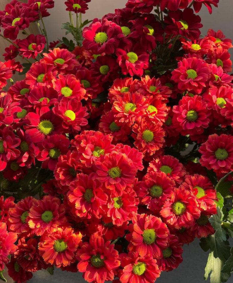 Loại hoa cực hợp không khí Tết Nguyên đán, vừa đẹp rực rỡ vừa may mắn, nở bền suốt nhiều tháng - 7