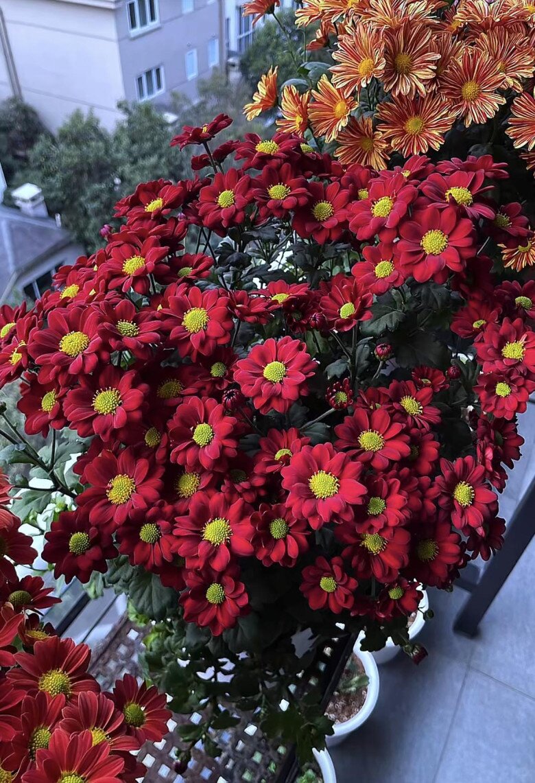 Loại hoa cực hợp không khí Tết Nguyên đán, vừa đẹp rực rỡ vừa may mắn, nở bền suốt nhiều tháng - 8