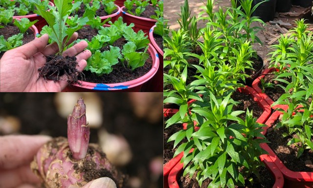 Mùa Tết đến gần, ai cũng muốn có những chậu trồng hoa tươi thắm để trang trí và đón xuân. Để hoa nở đẹp và lâu tươi, bạn cần chú ý trong quá trình gieo trồng và chăm sóc.