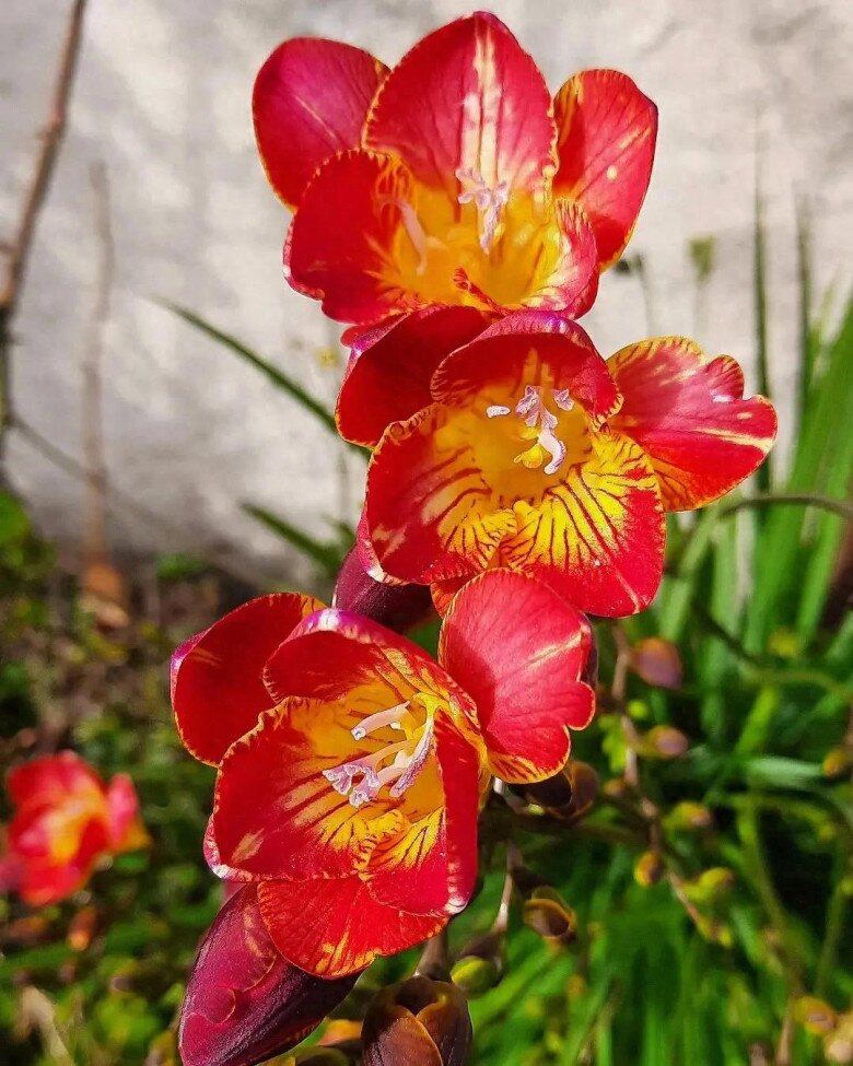 Trồng 10 chậu hoa nhài không bằng một chậu hoa này, thơm như nước hoa, Tết trưng trong nhà gia đình bình an - 2