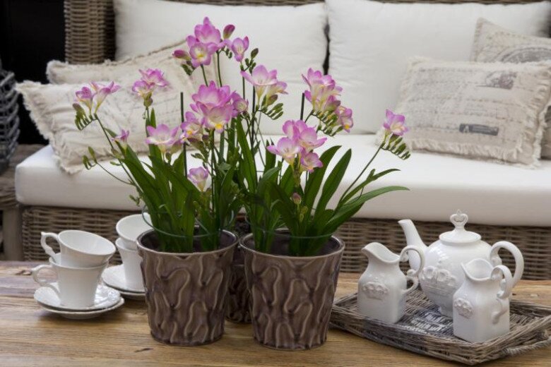 Trồng 10 chậu hoa nhài không bằng một chậu hoa này, thơm như nước hoa, Tết trưng trong nhà gia đình bình an - 3