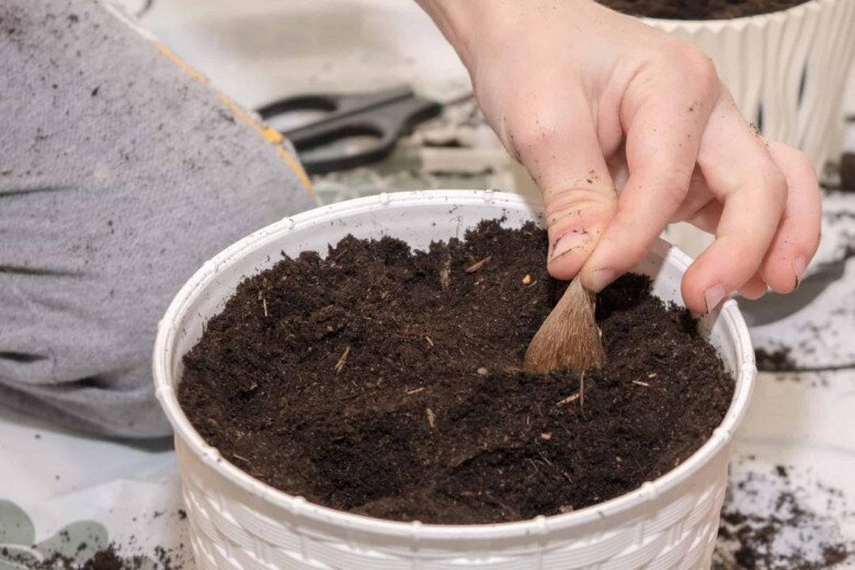 Trồng 10 chậu hoa nhài không bằng một chậu hoa này, thơm như nước hoa, Tết trưng trong nhà gia đình bình an - 5