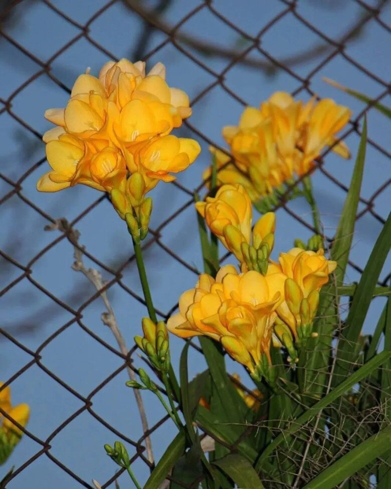 Trồng 10 chậu hoa nhài không bằng một chậu hoa này, thơm như nước hoa, Tết trưng trong nhà gia đình bình an - 8